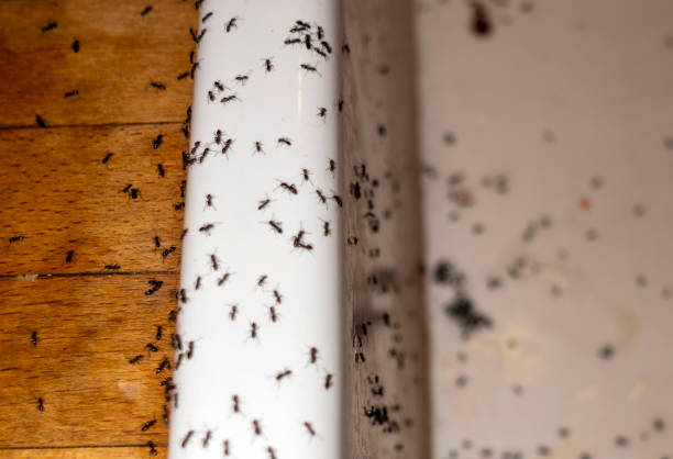 Best Ant Control Services  in , IN